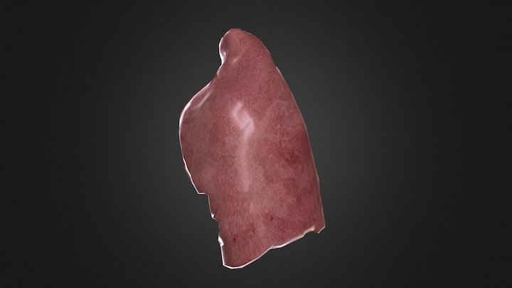 Left Lung 3D Model