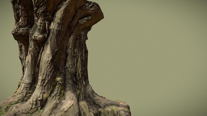 Photoscanned Maple Trunk 3D Model