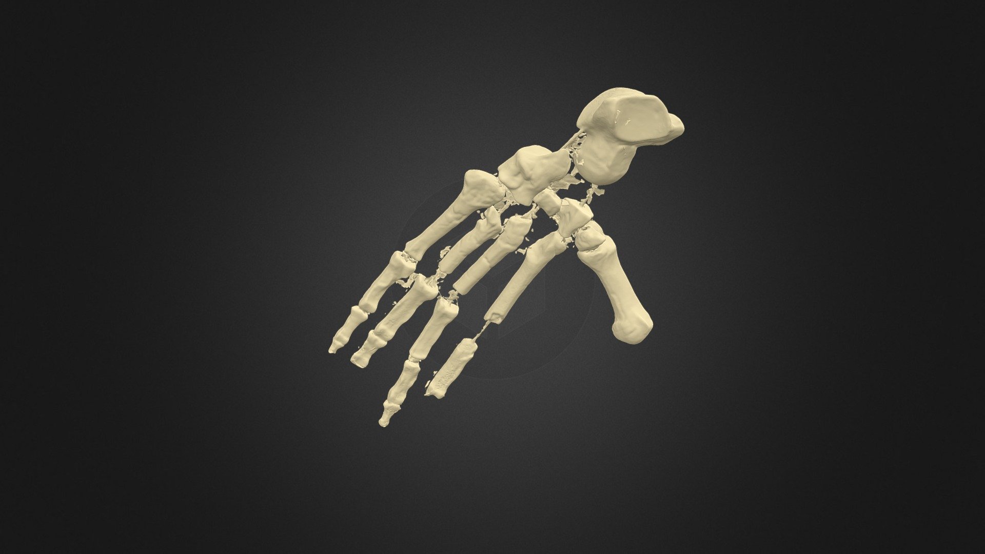 Ardi Foot - Download Free 3D model by NAU_BAT_Lab (@naubatlab) [0ee6df7 ...