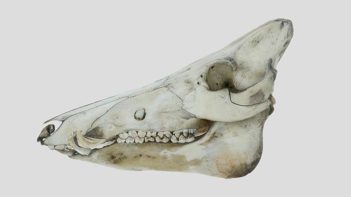 Sus scrofa 3D Model