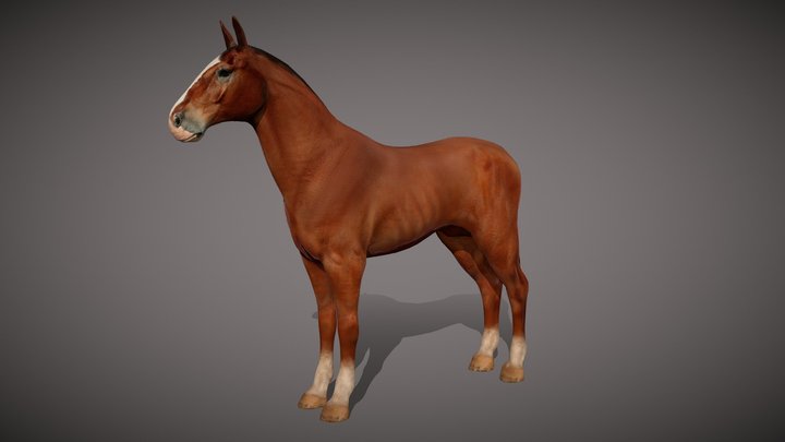 Horse basemesh 3D Model