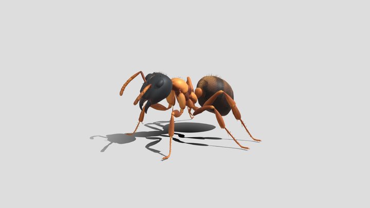 Ant 3d Model Free