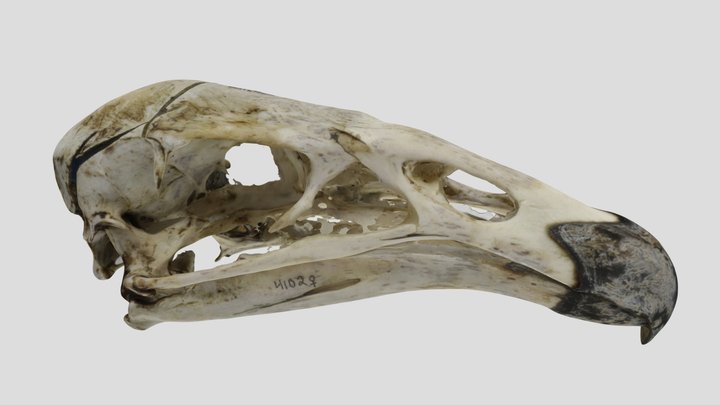 UWYMV:Bird 4102, Gymnogyps californianus - Skull 3D Model