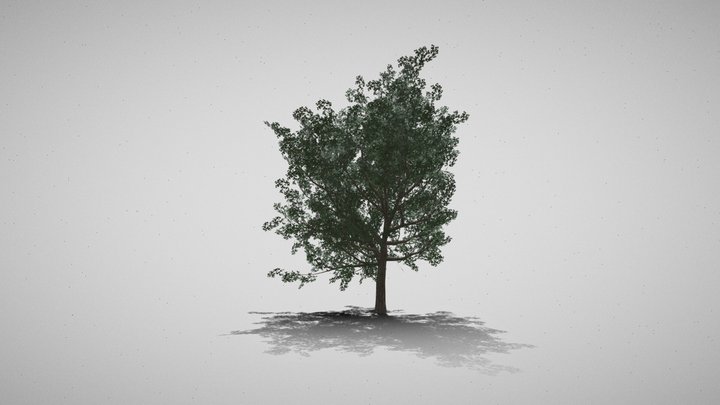 low poly big tree 1 3D Model