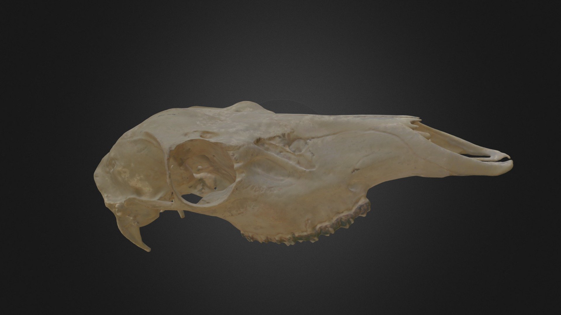Cervus elaphus, skull — Sketchfab embed 3D viewer