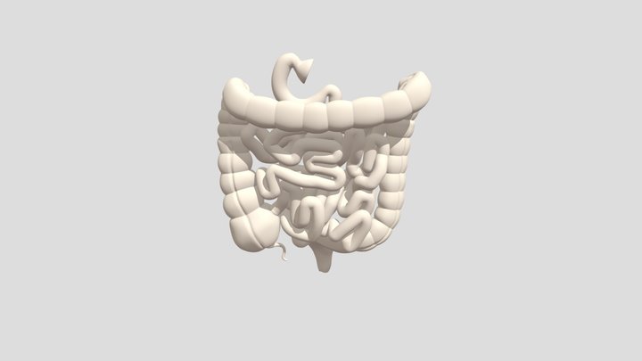 Small & Large Intestine 3D Model