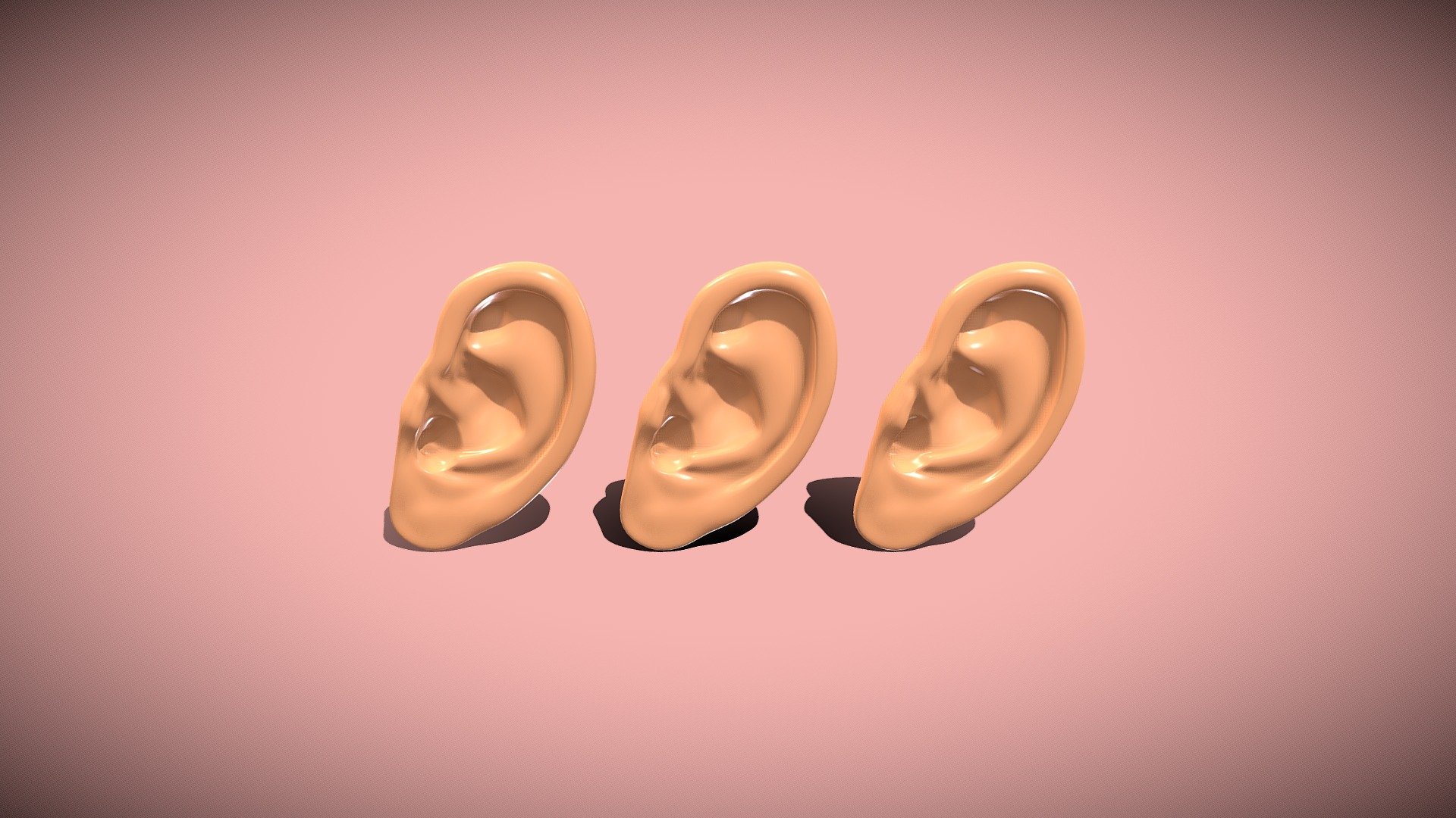 Ear Human Organ 3D Model