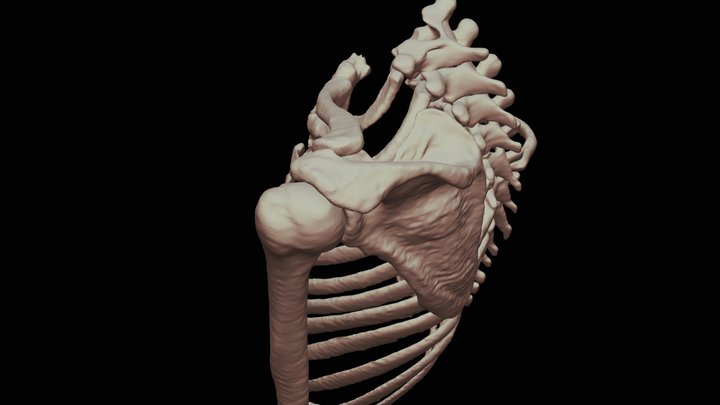 Epaule (étude peda) 3D Model
