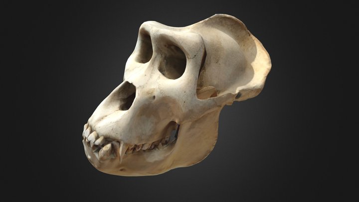 Gorilla skull