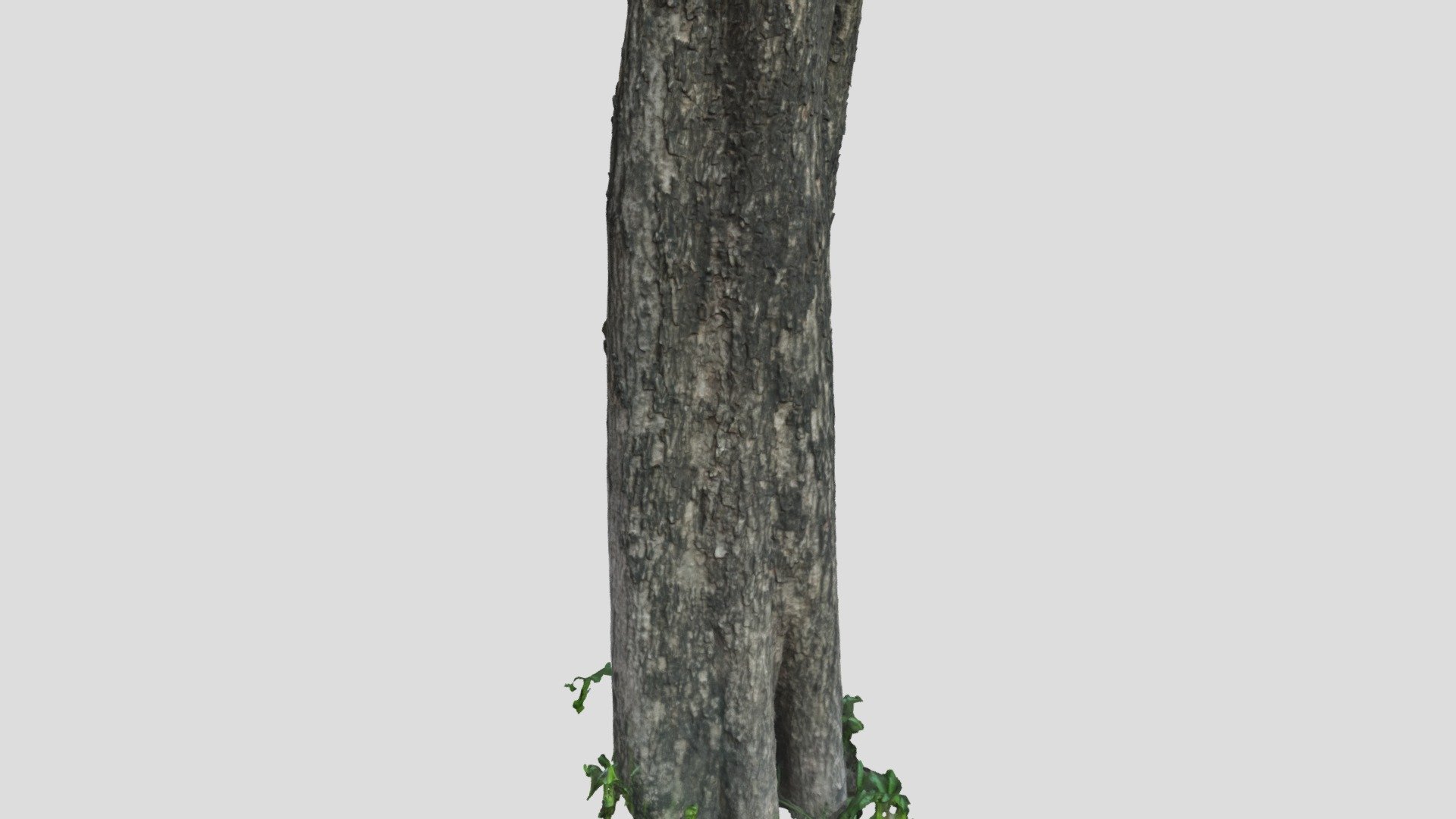 Tree05 Scan