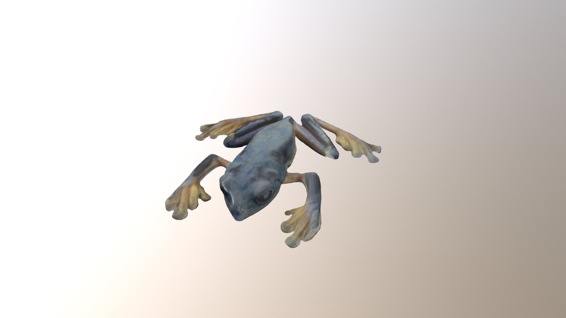 A Littodryas Model High FBX