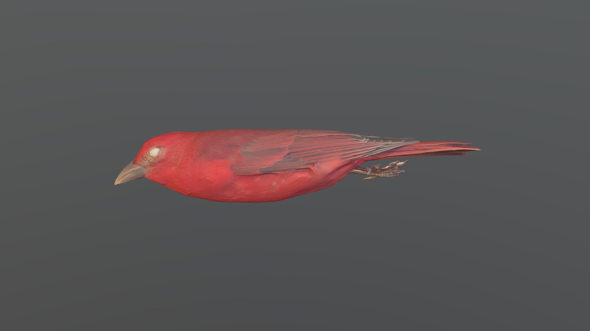 Summer Tanager - Piranga rubra