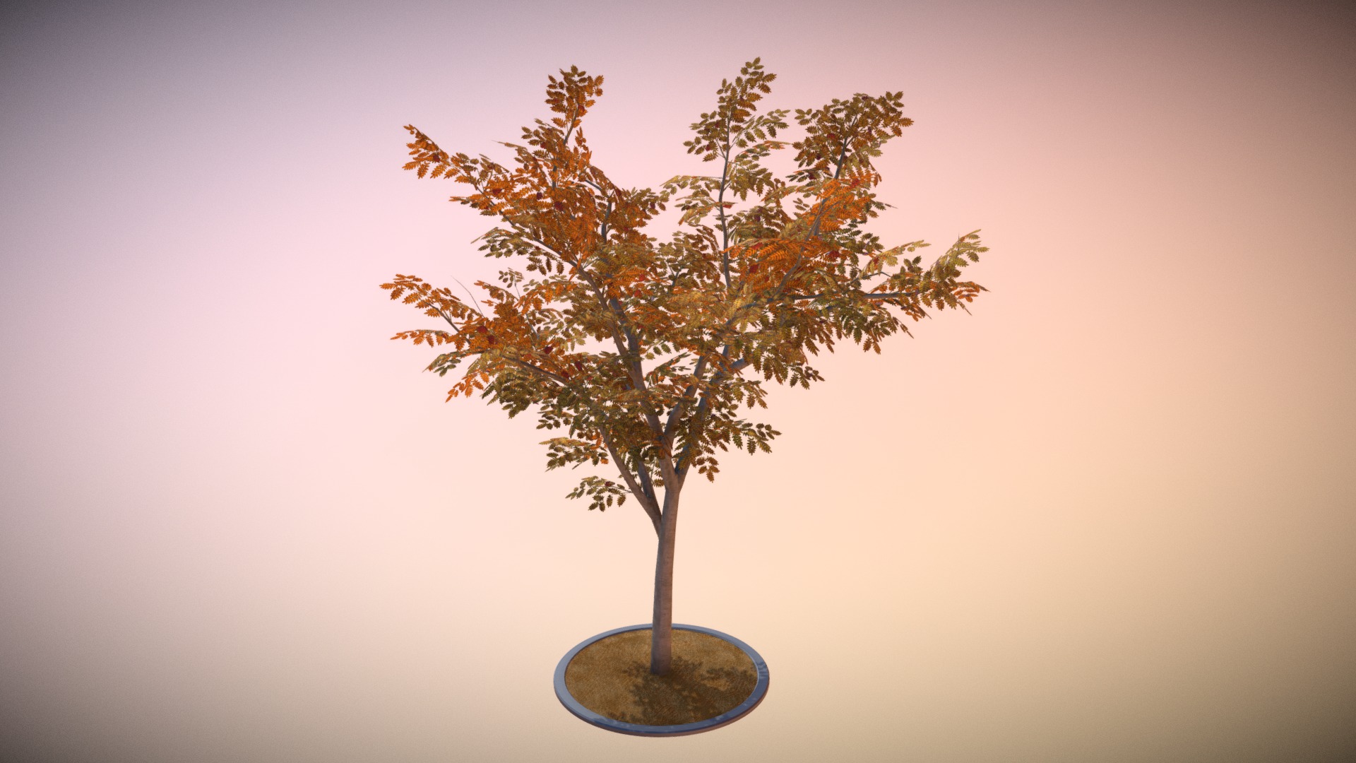 3D model Rowan Tree – Sorbus-Aucuparia – 12m – Autumn - This is a 3D model of the Rowan Tree - Sorbus-Aucuparia - 12m - Autumn. The 3D model is about a tree with a blue circle in the middle.