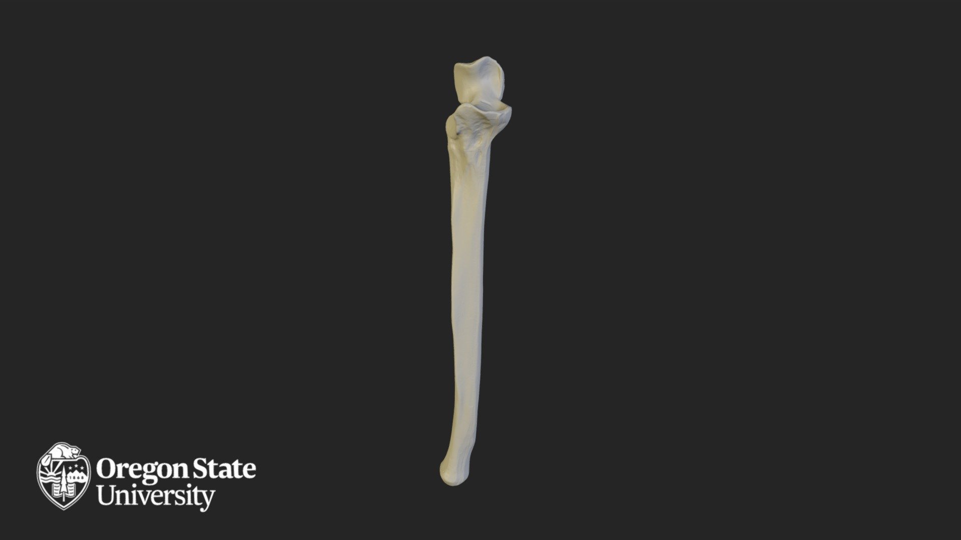 Ulna - Right - 3D model by Oregon State University | Ecampus [0f0c75e ...