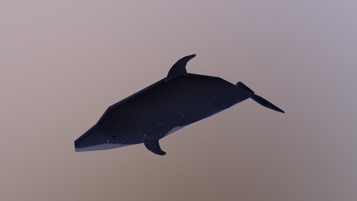 dolphin 3D Model