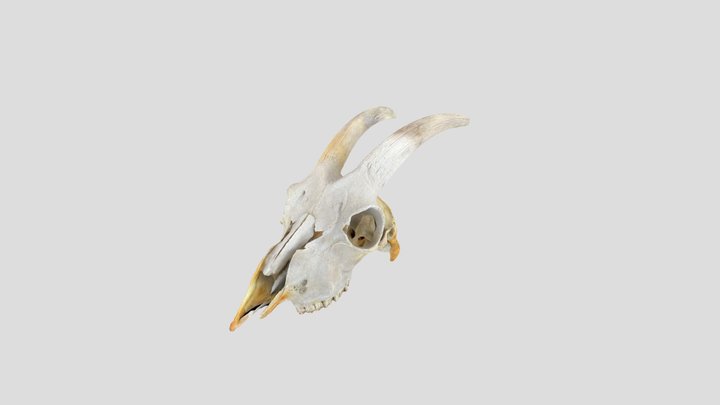 Goat Skull 3D Model