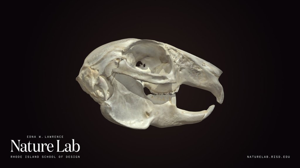 Rabbit Skull