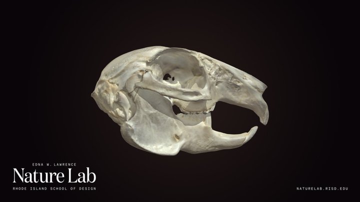Rabbit Skull