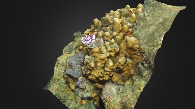 Scapophyllia cylindrica 3D Model