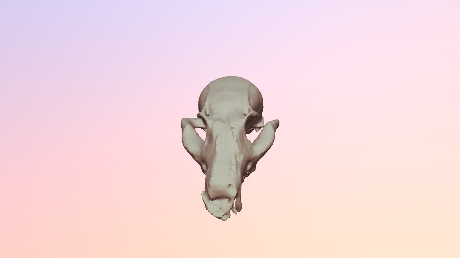 3D-Gray Fox Skull- Multi-BC1135