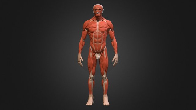Male ecorche 3D Model