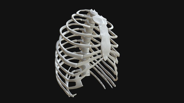 Anatomy human rib cage 3D Model