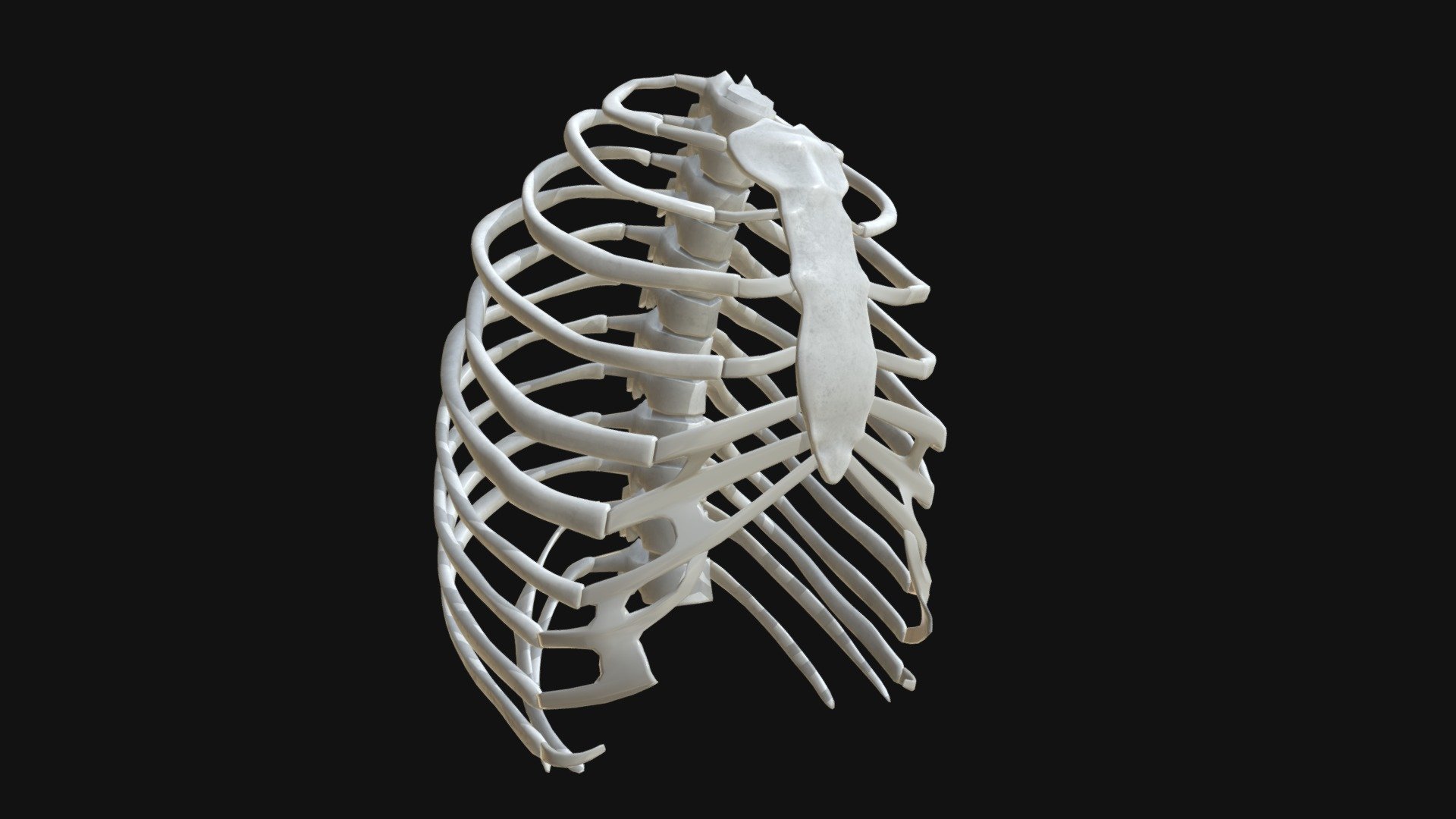 Anatomy Human Rib Cage Buy Royalty Free 3d Model By Francescomilanese Francescomilanese 0f1aa77