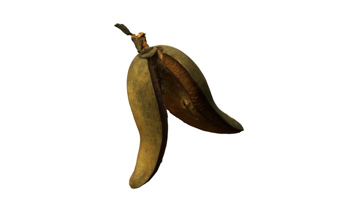 Woody Pear fruit 3D Model