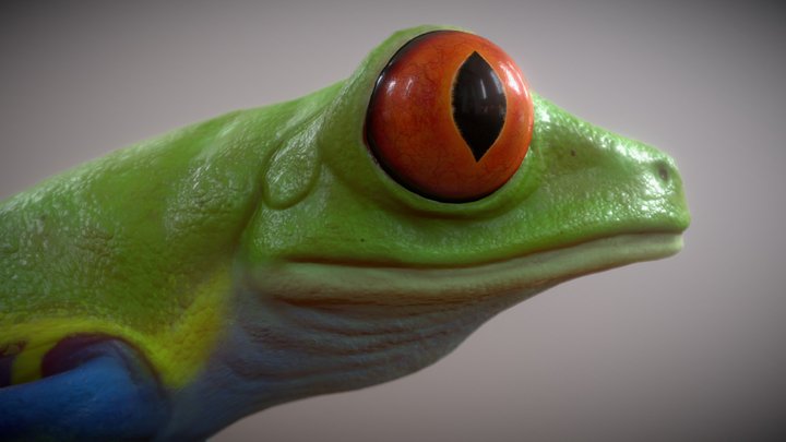 Animated Red-Eyed Tree Frog 3D Model