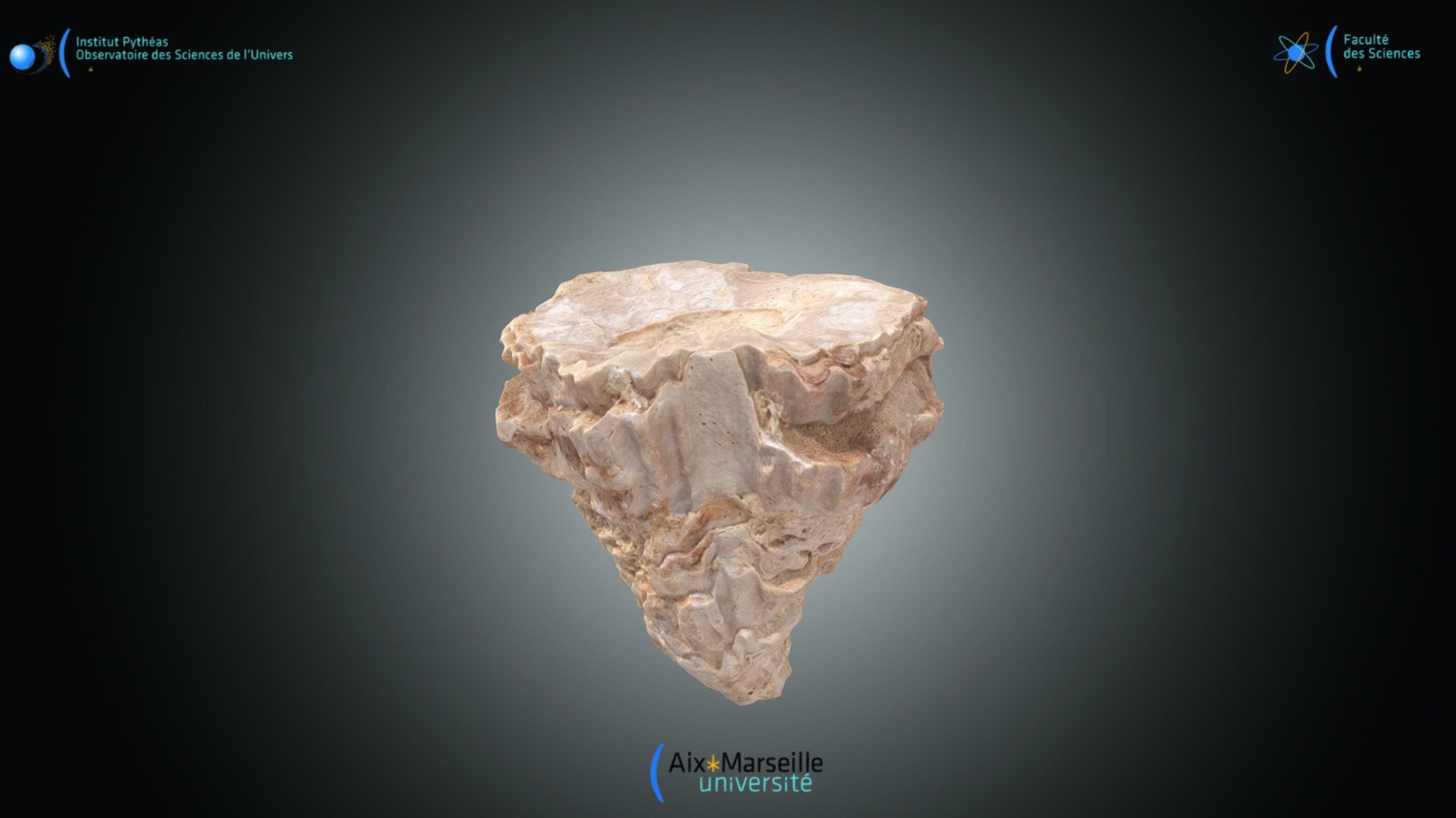 Bivalve - Radiolites sp.