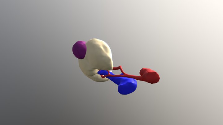 Kidney - Multi-color - V2 3D Model