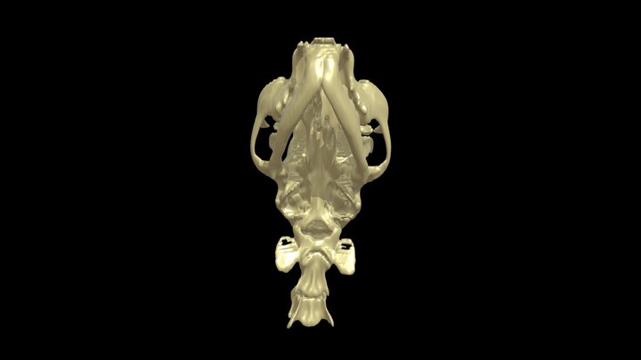 Cat skull segmented from CT 3D Model