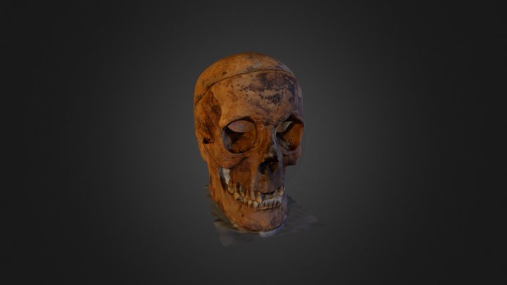 MED 3D Model