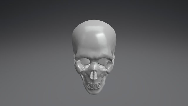 Skull 3D Model