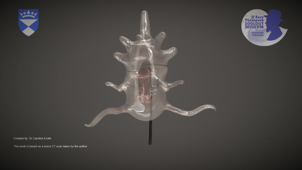 Blaschka Glass Model of a Starfish Larva