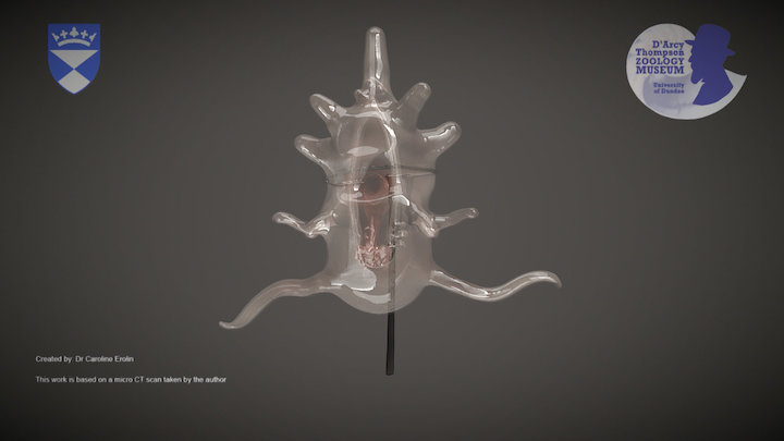 Blaschka Glass Model of a Starfish Larva