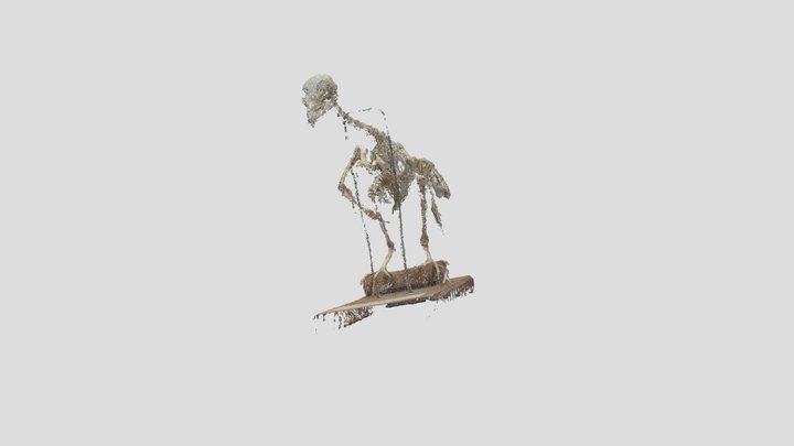 Bird skeleton 3D Model