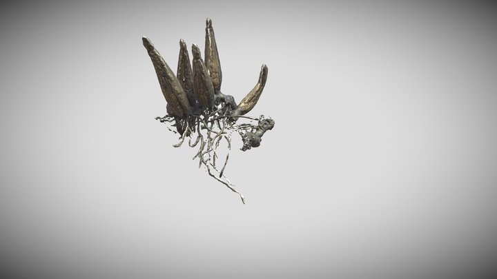Brazil - Orchidaceae 3D Model