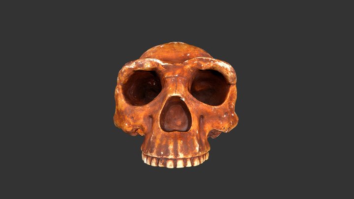Homo erectus (Peking Man) (1979rp10-1)-cranium 3D Model