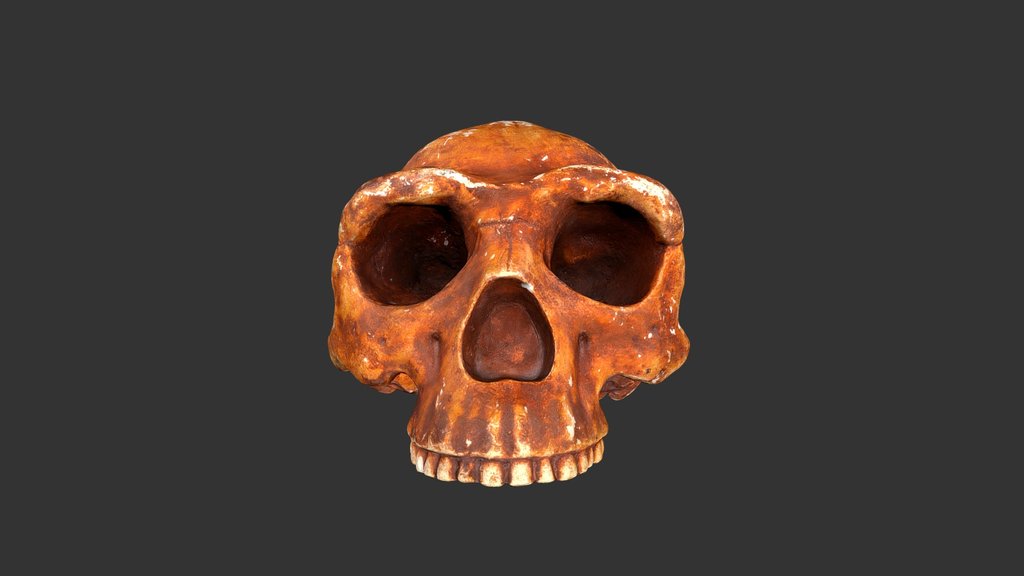 Homo erectus (Peking Man) (1979rp10-1)-cranium