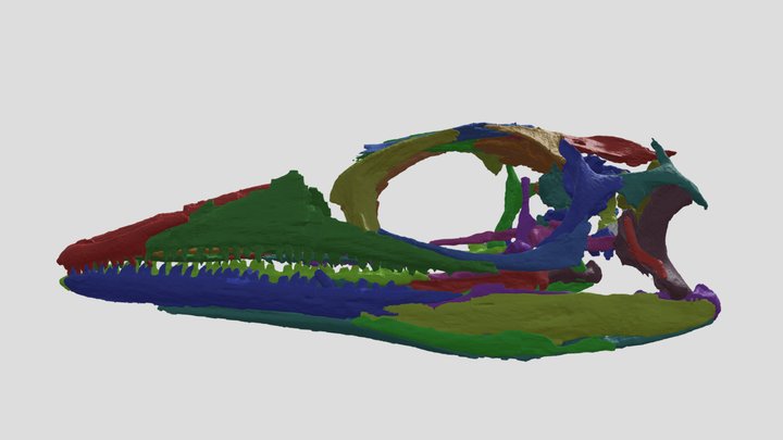 Skull of Macrocnemus bassanii 3D Model