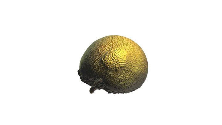 Grooved Brain Coral with Growth Anomaly 3D Model