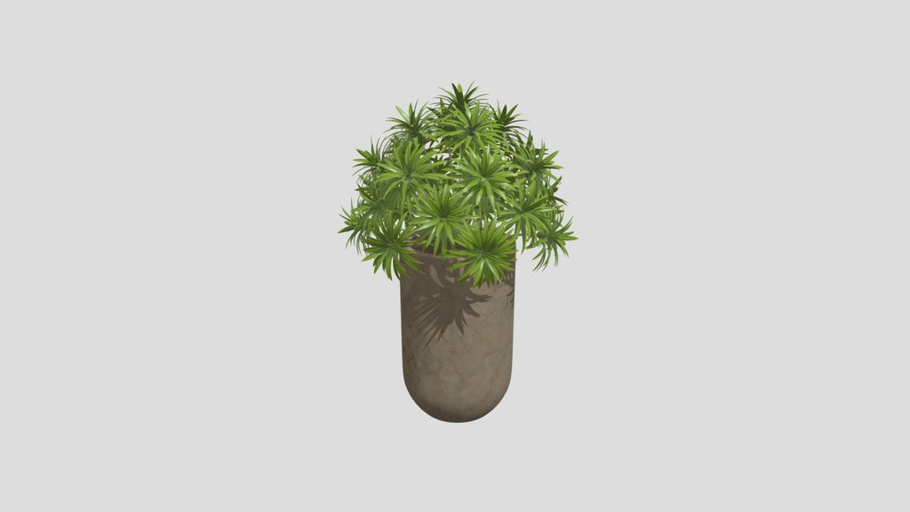 Podocarpus Macrophyllus Indoor Plant
