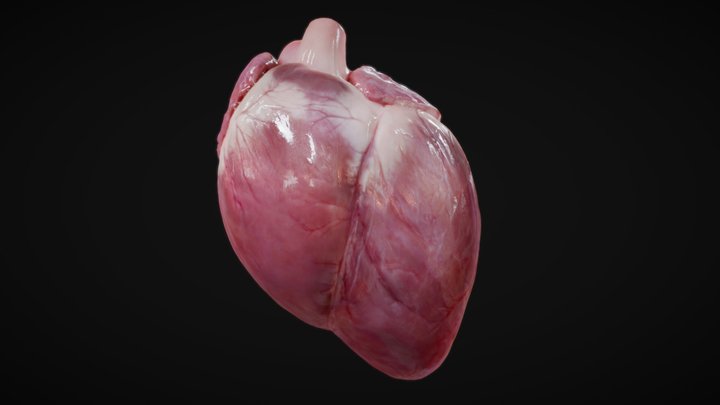 Photorealistic 3D Heart (animated heartbeat!) 3D Model