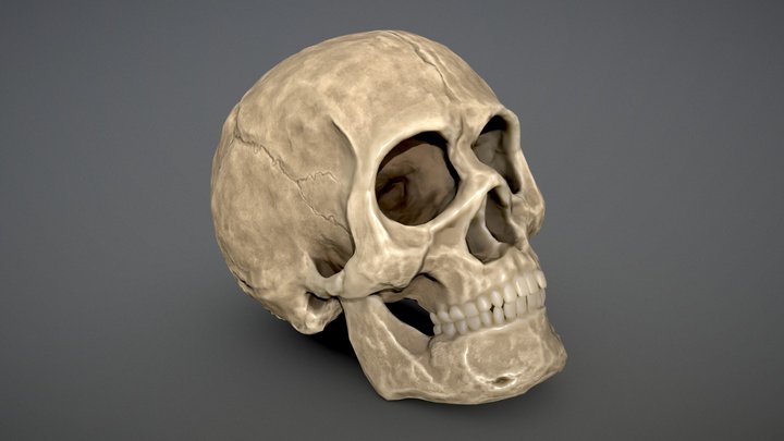 Human Skull 3D Model