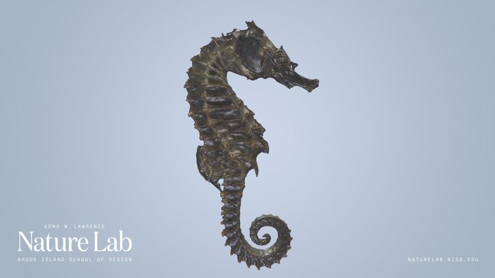 Seahorse – Kostenloses 3D-Modell STL