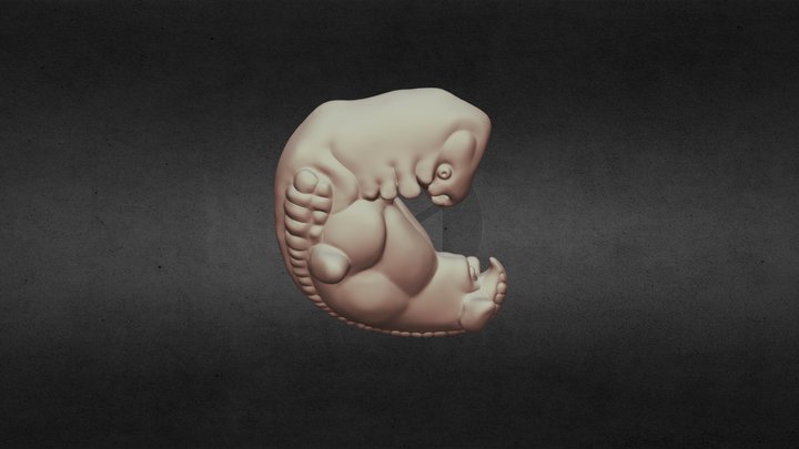 Embryo 3D Model