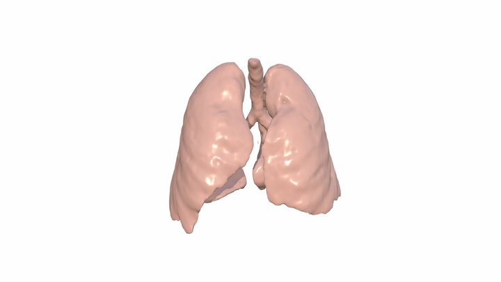 Lungs MRI scan converted to a model CD 3D Model