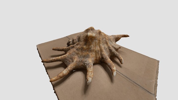 shell scan test photogrammetry 3D Model