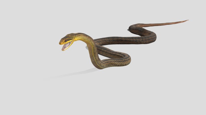 CC0 シマヘビ 🐍 Striped Snake, Elaphe quadrivirgata